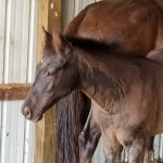 DOMINIC - Colt out of A Whiskey Girl (Owned by Michelle Osbourne)